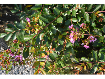 Lagerstroemia indica