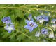 Delphinium elatum New Millennium Blue Lace