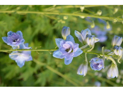 Delphinium elatum