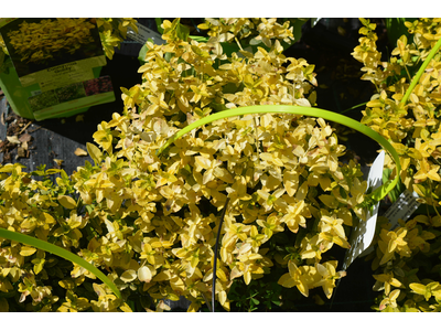 Euonymus fortunei