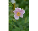 Anemone tomentosa Robustissima