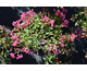 Lagerstroemia indica Mimie ® Fuchsia