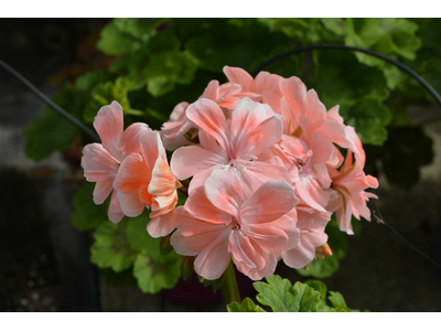 Pelargonium