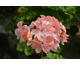 Pelargonium Rushmoor Yarra