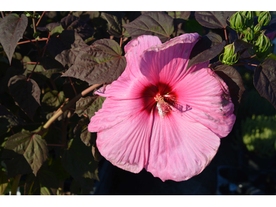 Hibiscus