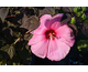 Hibiscus Plum Crazy ®