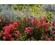 Lagerstroemia indica Enduring Summer Red