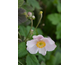 Anemone Pink Saucer ®