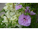 Hibiscus syriacus Lavender Chiffon ® Noble