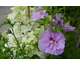 Hibiscus syriacus