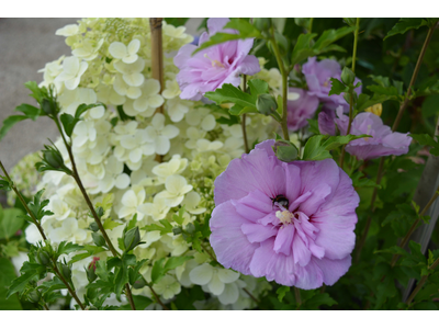 Hibiscus syriacus