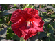 Hibiscus moscheutos Cranberry Crush ®