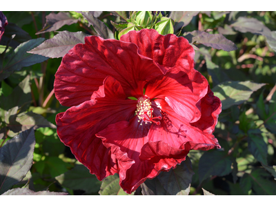 Hibiscus moscheutos