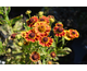 Helenium autumnale Mariachi TM Fuego ®