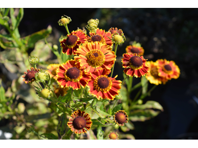 Helenium autumnale