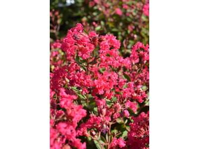 Lagerstroemia indica