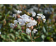 Lagerstroemia indica