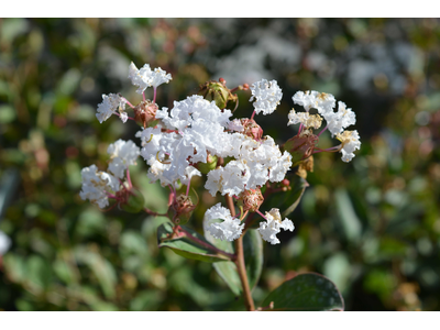 Lagerstroemia indica