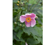 Anemone Little Princess ®