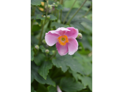 Anemone