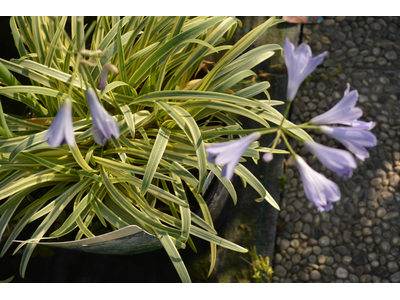 Agapanthus