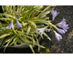 Agapanthus Golden Drop