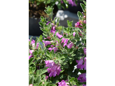 Leucophyllum frutescens