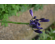 Agapanthus Black Pantha ®