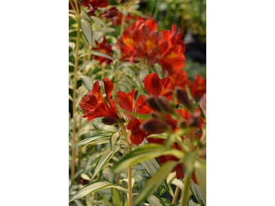 Alstroemeria