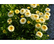 Leucanthemum x maximum Real Charmer