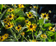 Rudbeckia fulgida var. sullivantii  Little Goldstar ®