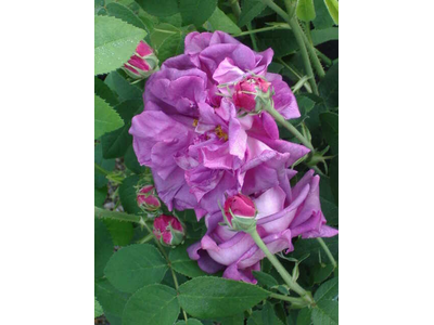 Rosa