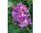 Rosa De La Maitre d'Ecole