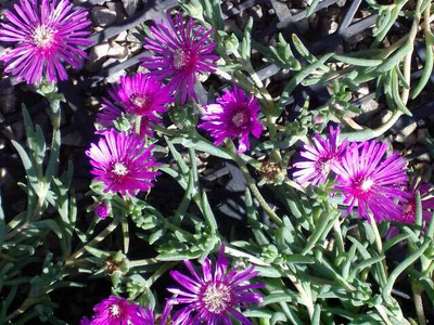 Delosperma cooperi