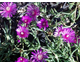 Delosperma cooperi