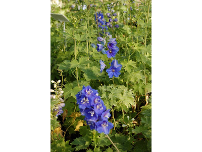 Delphinium 