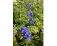 Delphinium  M.F. Mid Blue