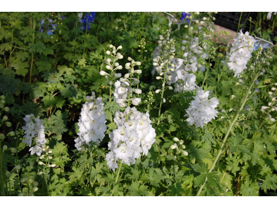 Delphinium 