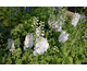 Delphinium  M.F. Pure White
