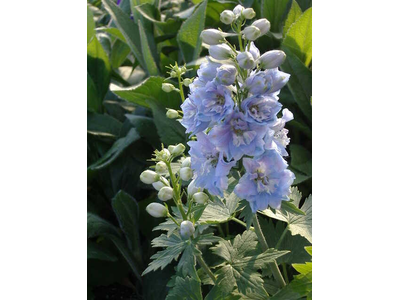 Delphinium 