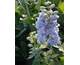 Delphinium  Magic Fountains Sky Blue
