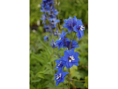 Delphinium