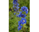 Delphinium Pacific Premium Blue Bird