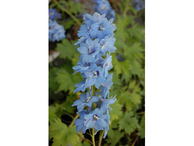 Delphinium