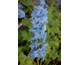 Delphinium Pacific Premium Summer Skies