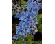 Delphinium elatum New Millennium Moonlight Blues
