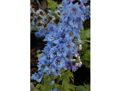 Delphinium elatum