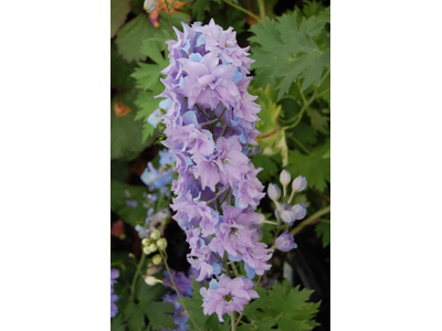 Delphinium elatum