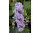 Delphinium elatum New Millennium Morning Lights