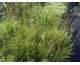 Deschampsia caespitosa Goldschleier